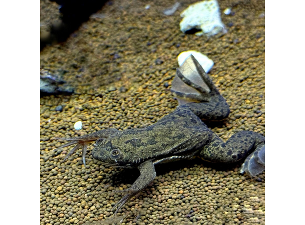 Лягушка шпорцевая эритрейская (Xenopus clivii)