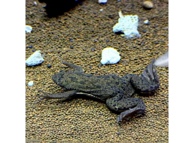 Лягушка шпорцевая эритрейская (Xenopus clivii)