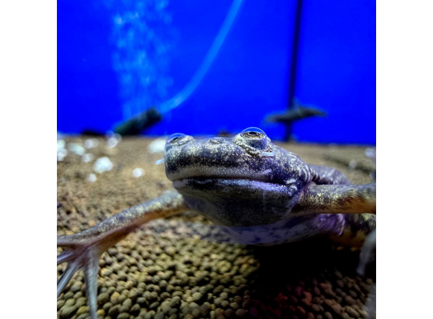 Лягушка шпорцевая эритрейская (Xenopus clivii)