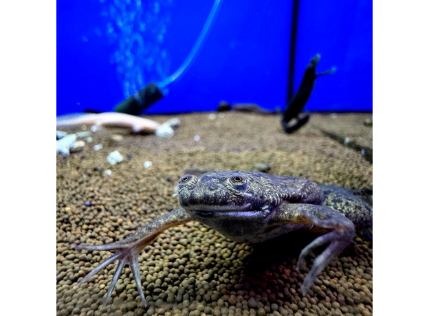 Лягушка шпорцевая эритрейская (Xenopus clivii)