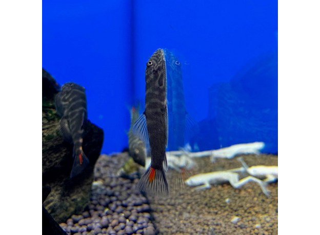 Гастромизон "Кровавая Мэри" (Gastromyzon sp. Lamandau)