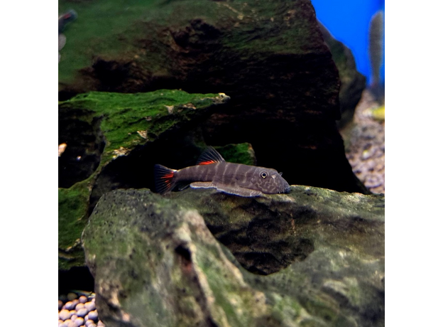 Гастромизон "Кровавая Мэри" (Gastromyzon sp. Lamandau)