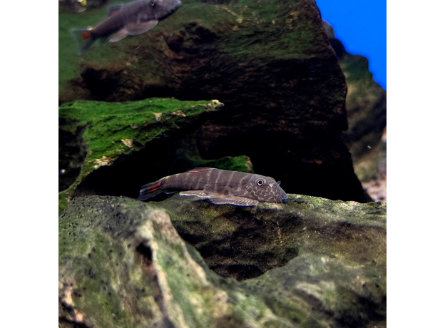 Гастромизон "Кровавая Мэри" (Gastromyzon sp. Lamandau)
