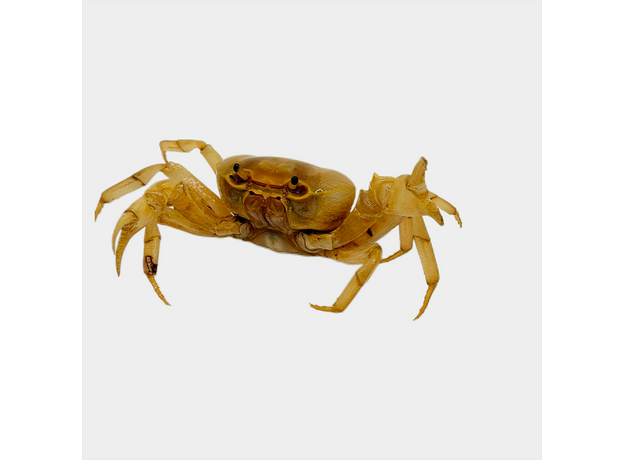 Краб банановый (Terrathelphusa sp. Kaufen)