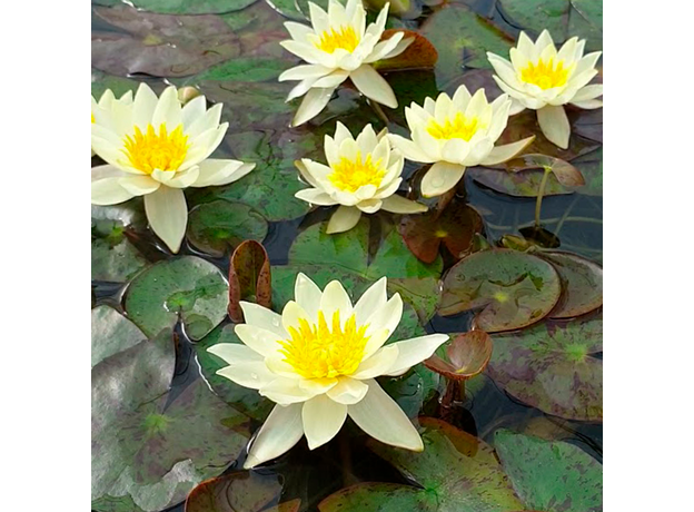 Нимфея Pygmaea Helvola желтая (Nymphaea Pygmaea Helvola) (пророщенная)