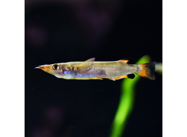 Номорамфус лима (Nomorhamphus liemi)