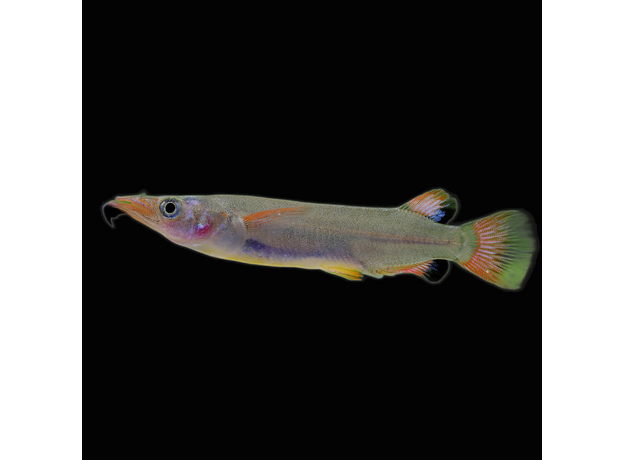 Номорамфус лима (Nomorhamphus liemi)