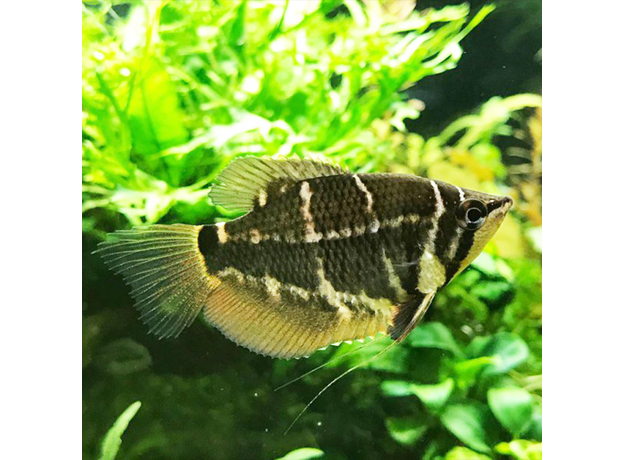 Гурами шоколадный крестовый (Sphaerichthys selatanensis)