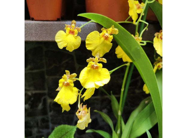 Орхидея (Bulbophyllum lasiochilum), S