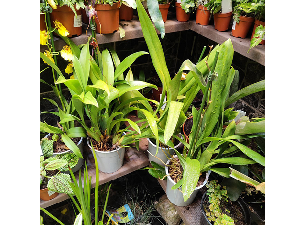 Орхидея (Bulbophyllum lasiochilum), S