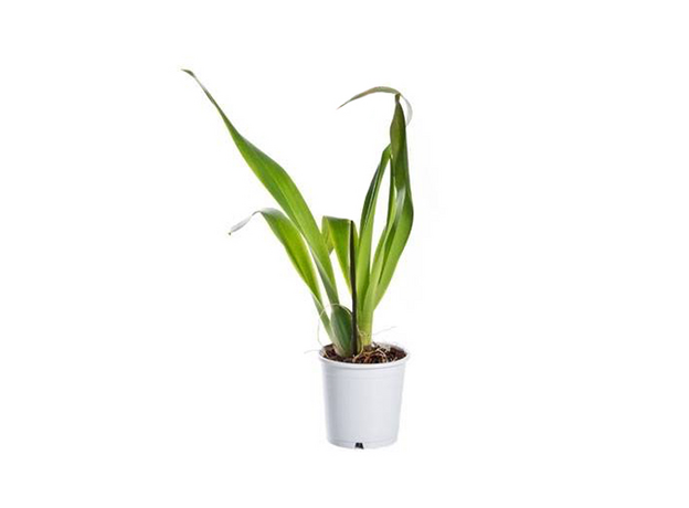 Орхидея (Bulbophyllum lasiochilum), S