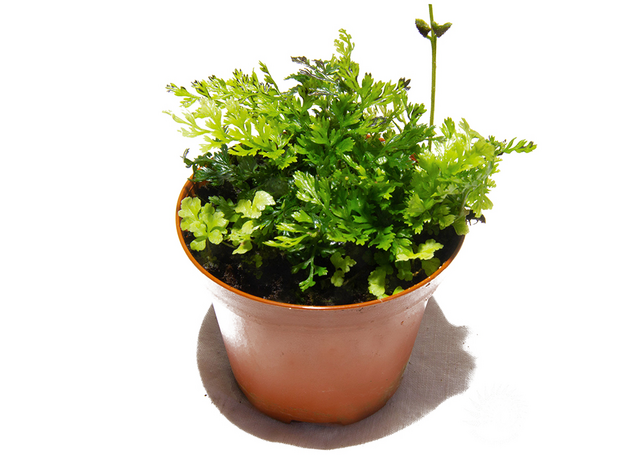 Папоротник Болбитис Бэби Лив (в горшке) (Bolbitis sp. Baby Leaf)