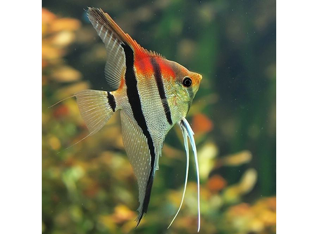 Скалярия Манакапуру L (Pterophyllum scalare Manacapur)