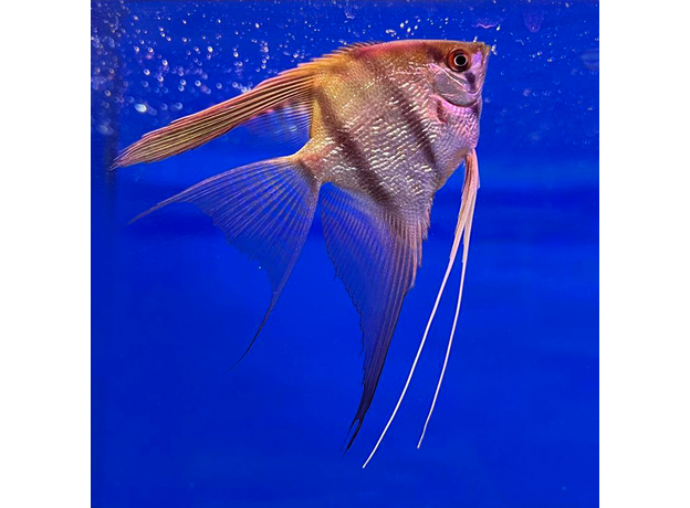 Скалярия зебра вуалевая (M) (Pterophyllum scalare var.)