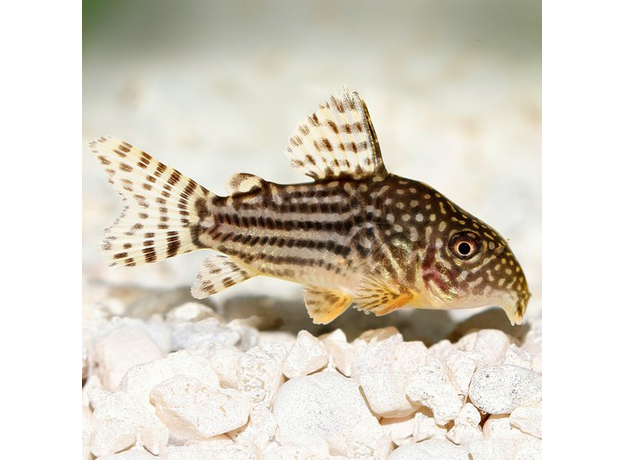 Сом коридорас Штерба L (Corydoras sterbai)