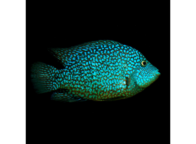 Цихлазома бриллиантовая (M) (Herichthys cyanoguttatus)