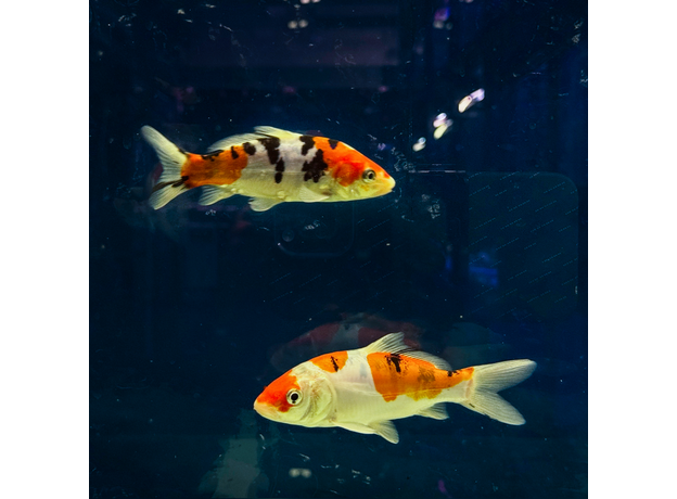 Карп кои микс Шова, Санке, Кохаку, Широ (Cyprinus Carpio)