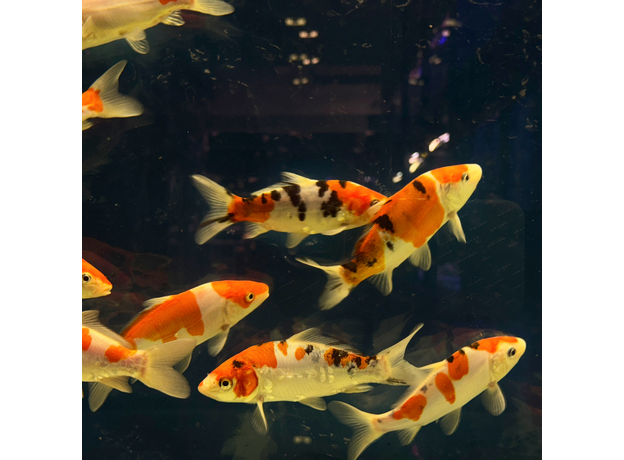 Карп кои микс Шова, Санке, Кохаку, Широ (Cyprinus Carpio)