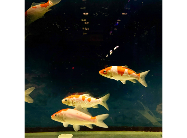 Карп кои микс Шова, Санке, Кохаку, Широ (Cyprinus Carpio)