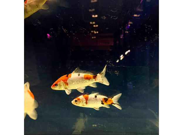Карп кои микс Шова, Санке, Кохаку, Широ (Cyprinus Carpio)