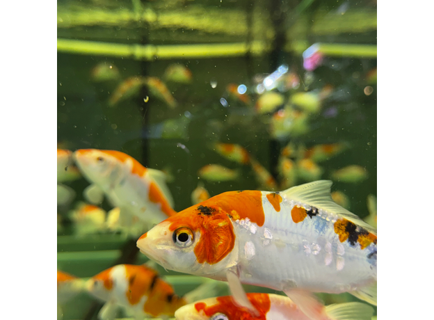 Карп кои микс Шова, Санке, Кохаку, Широ (Cyprinus Carpio)