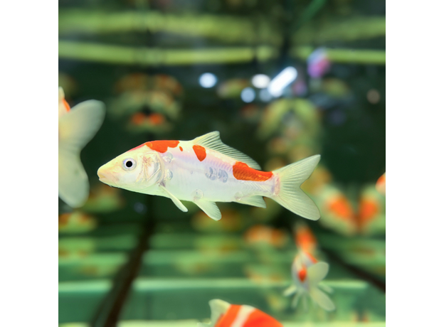 Карп кои микс Шова, Санке, Кохаку, Широ (Cyprinus Carpio)
