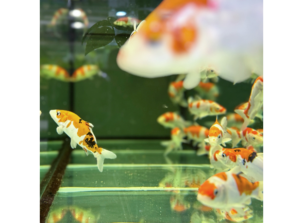 Карп кои микс Шова, Санке, Кохаку, Широ (Cyprinus Carpio)