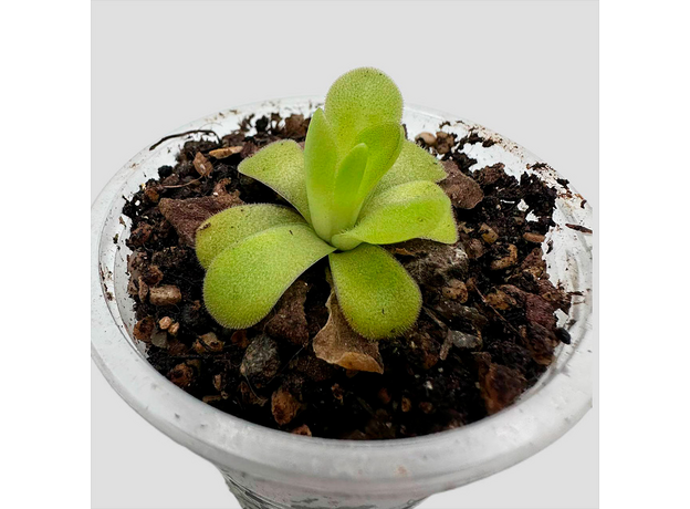 Жирянка (Pinguicula martinezil)