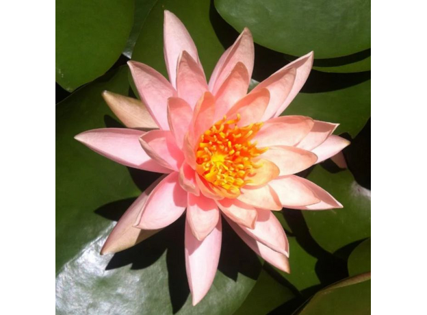 Нимфея Prakaysad, розовый (Nymphaea Prakaysad) (пророщенная)