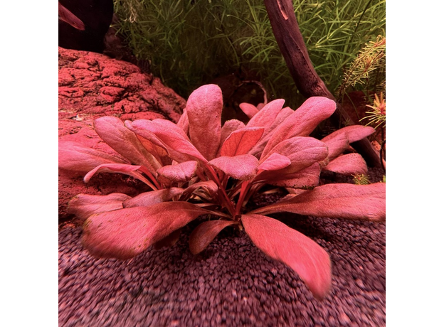 Самолус красный (Samolus parviflorus Red)