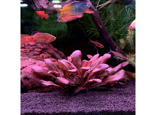 Самолус красный (Samolus parviflorus Red)
