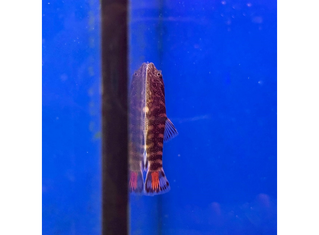 Гастромизон краснохвостый SK2 (Gastromyzon sp. SK2 Red Tail)