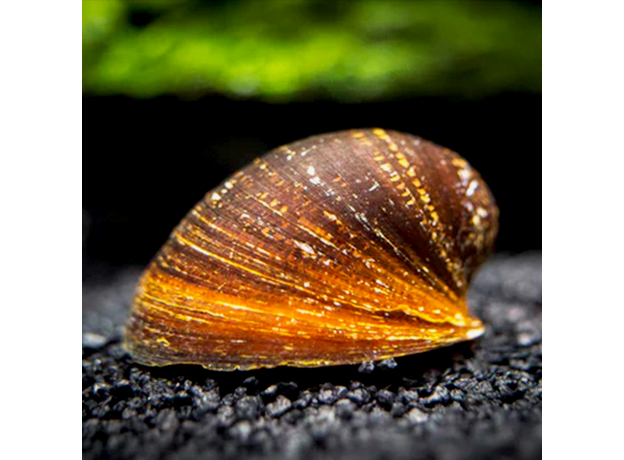 Улитка неритина красногубая (Neritina sp.)