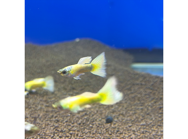 Гуппи Золотые 24 карата (самка) (Poecillia reticulata)