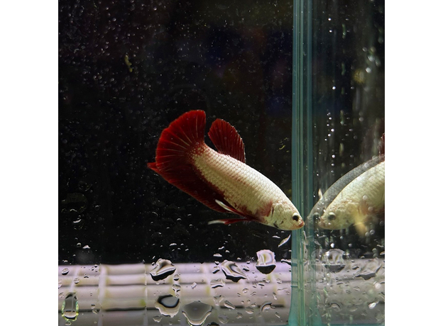 Петушок Дракон красный (Betta splendens) (самец)