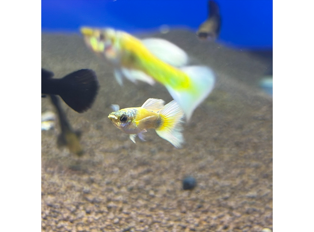 Гуппи Золотые 24 карата (самка) (Poecillia reticulata)