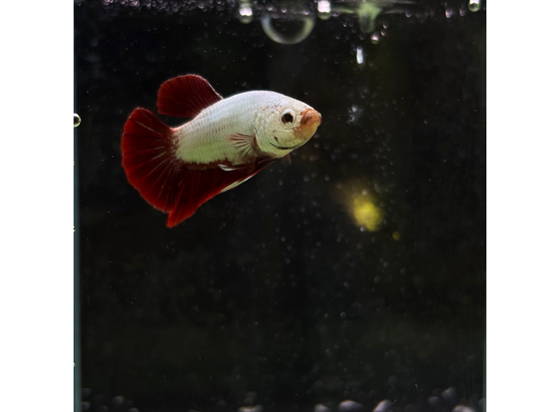 Петушок Дракон красный (Betta splendens) (самец)