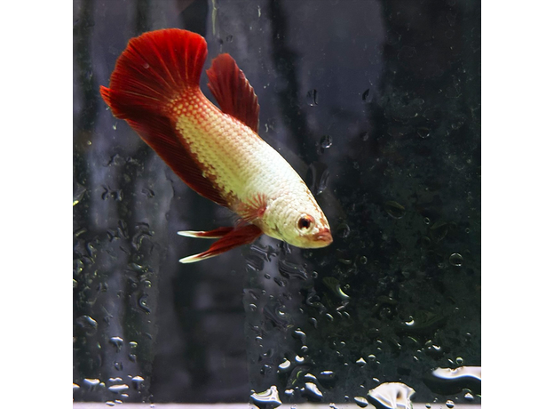 Петушок Дракон красный (Betta splendens) (самец)