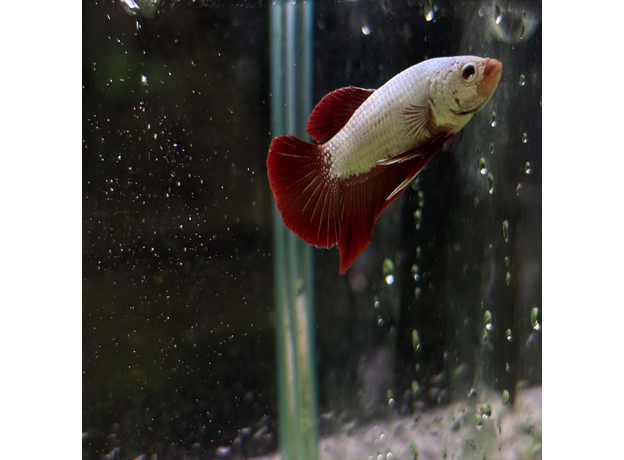 Петушок Дракон красный (Betta splendens) (самец)