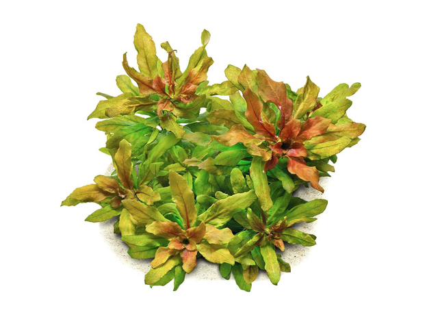 Людвигия сферокарпа (Ludwigia sphaerocarpa) (меристема) Тайланд