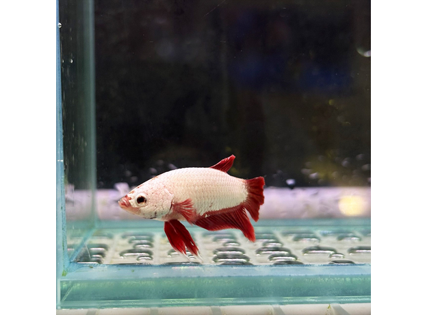 Петушок Дракон красный (Betta splendens) (самец)