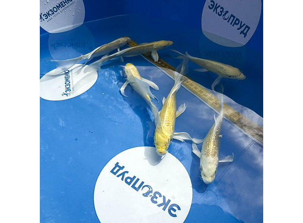 Карп кои Огон вуалевый (Cyprinus Carpio)