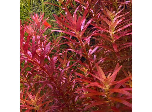 Ротала Blood Red (с грузом) (Rotala Blood Red)