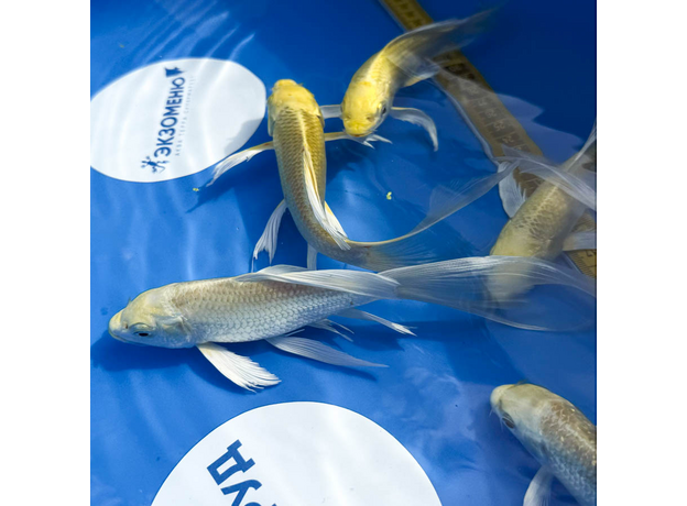 Карп кои Огон вуалевый (Cyprinus Carpio)