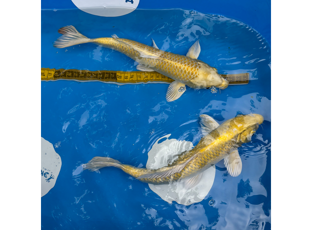 Карп кои Ямабуки L (Cyprinus carpio)