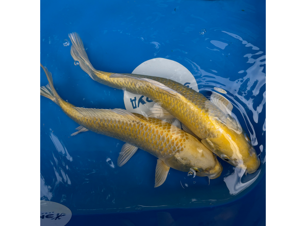 Карп кои Ямабуки L (Cyprinus carpio)