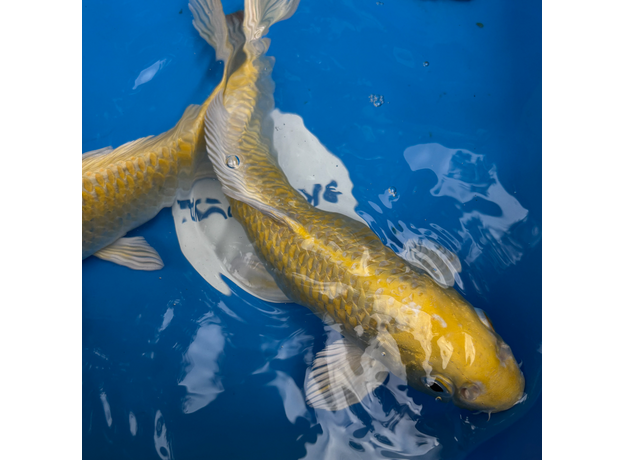 Карп кои Ямабуки L (Cyprinus carpio)