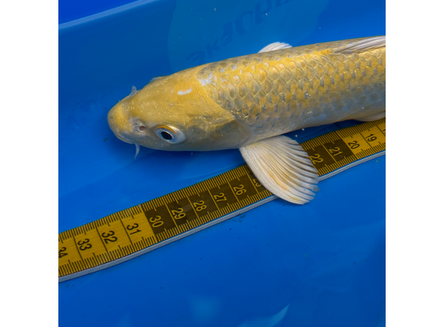 Карп кои Ямабуки L (Cyprinus carpio)