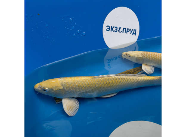 Карп кои Ямабуки L (Cyprinus carpio)