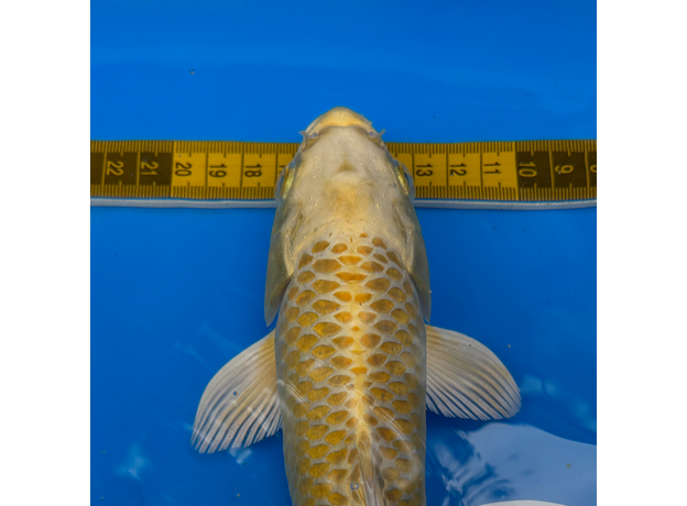 Карп кои Ямабуки L (Cyprinus carpio)